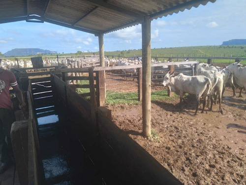 Imagem 4 de 9 de Excelente Fazenda Dupla Aptidão Município Divinopolis Goiás