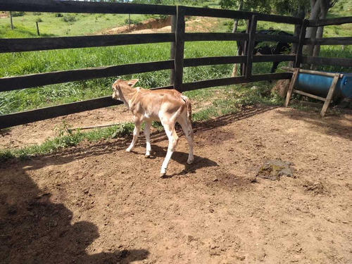 Imagem 5 de 19 de Fazenda Para Comprar No Fazenda Minama Em Santana De Pirapama/mg - 1731