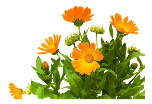 + 5000 Semillas De Calendula Officinalis - Caléndula 100 Grs