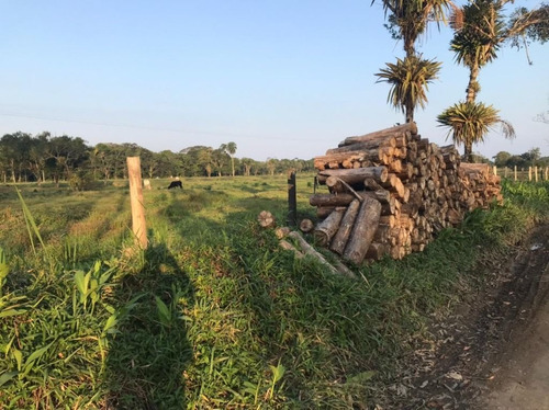 Imagem 19 de 29 de Fazenda À Venda, 3509000 M² Por R$ 2.000.000 - Centro - Pariquera-açu/sp - Fa0216