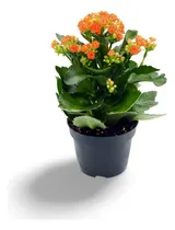 Comprar Planta Otros Nombres Del Kalanchoe