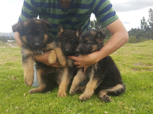 De Raza Pura Cachorros Pastor Aleman 