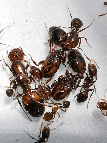 Hormiga Reina Solenopsis Gayi (híbrida) Criadero / Mascota 
