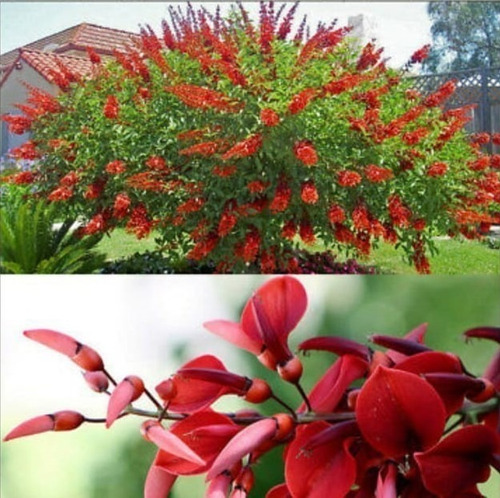 Arbol Ceibo Flor Nacional