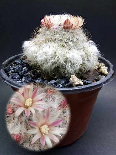 Mammillaria Bocasana - Cactus Con Proliferación 5pulgadas