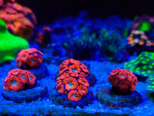Blastomussa Merleti Azul