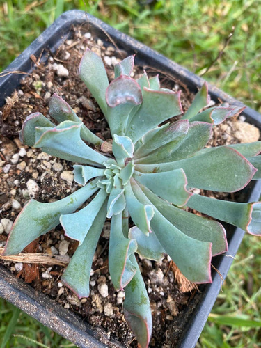 Imagen 3 de 7 de Echeveria Pink Trumpet - Planta Suculenta Exótica