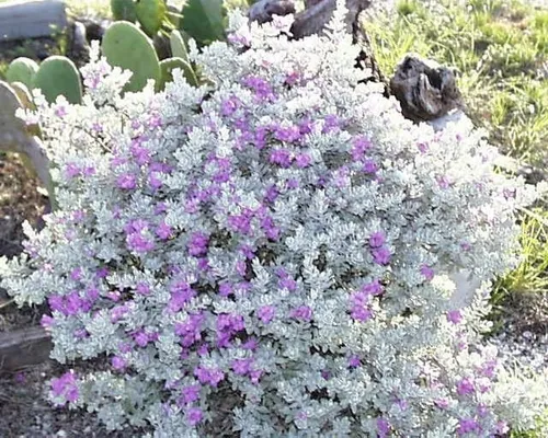 Cenizo (leucophyllum), Hermoso Arbusto Ideal Para La Costa