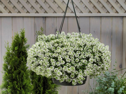 Imagem 2 de 8 de 50 Sementes De Alisso Branco Flor De Mel Alyssium Para Mudas
