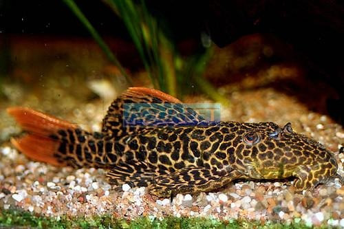 Peixe Cascudo Leopardo L114 (leopardus Pseudacanthicus)