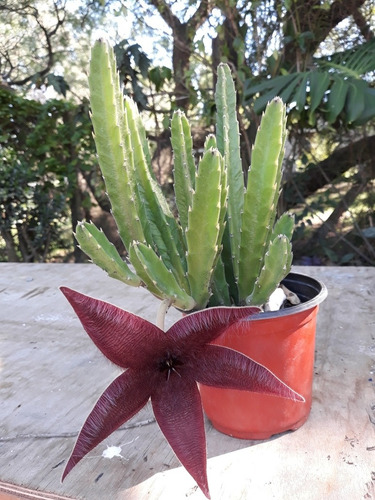 Cactus  Stapelia Tubiflora