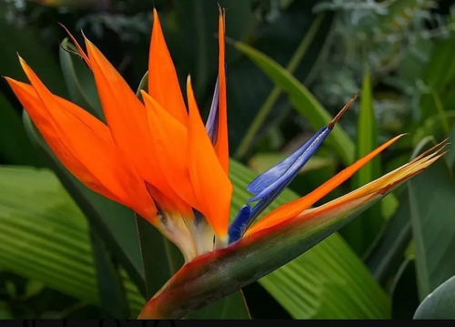 Strelitzia Reginae (ave Del Paraíso, Flor Del Pajaro) 10lts