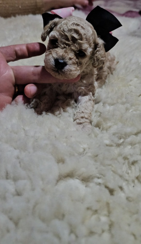 Poodle Toy Apricot
