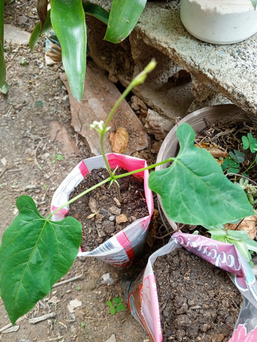 Mata De Mucuna Para El Tratamiento Del El Parkinson (l-dopa)