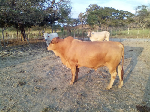 Se Vende Granja En El Estado Carabobo Ve02-1321carab-mtru