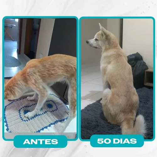 Suplemento Forte Cachorro Pet Pequenas Raças Mega Brother