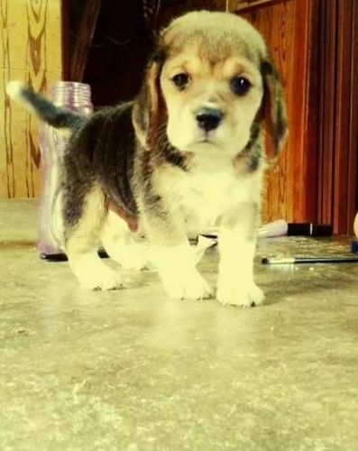Cachorros Beagle
