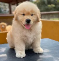 Comprar Golden Retriever 100% Puros, Excelente Porte Y Genetica