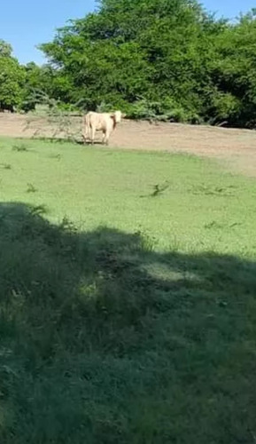 Vendo Finca, En Dajabón, Varias.