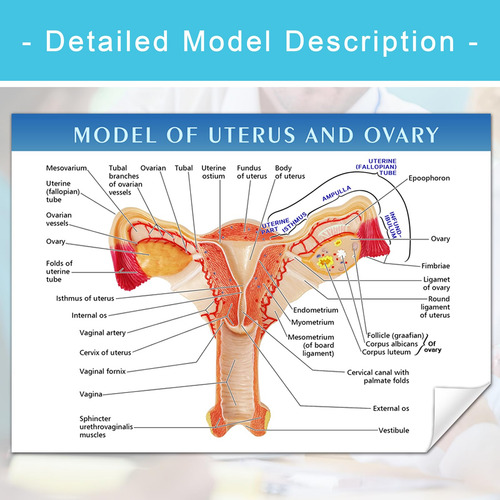 Modelo Anatomico De Utero Y Ovario Humano Para Educacion