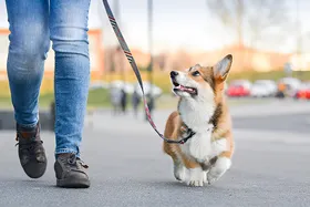 Paseos y ejercicio