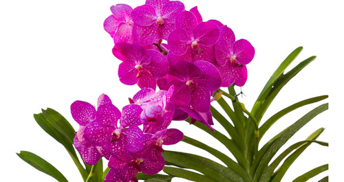 Isochillus, Cattleya Y Vanda Con Envío