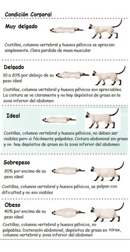Imagen 7 de 8 de Castraciones Económicas Perros/as, Gatos/as Y Conejos