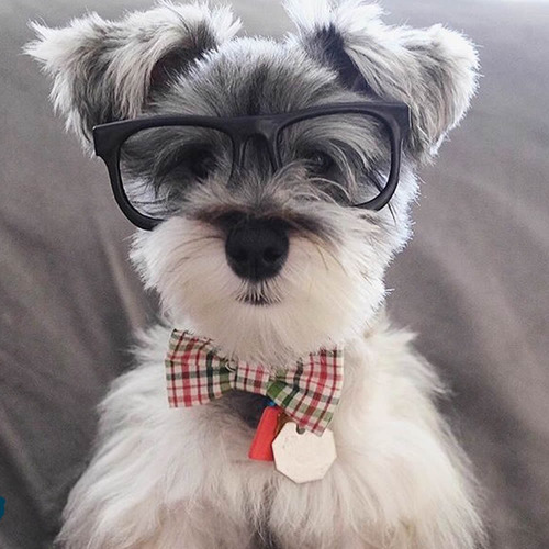 Nuevo Colgante Acero, Silueta Perro - Schnauzer Fox Terrier