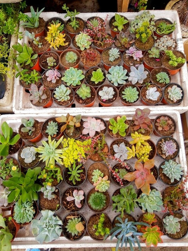 Imagen 7 de 7 de 10 Suculentas Exoticas Más Costo De Envío