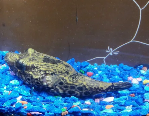 Dragon Puffer Globo Tetraodon Palembangensis Tropical Polypt