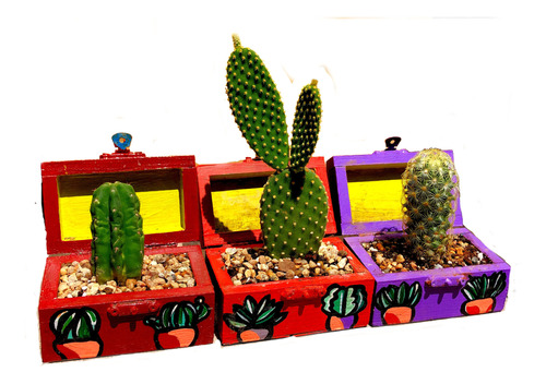 Pack Mini Cactus  Macetas Maderas 