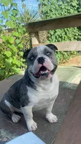 Comprar American Bully Pocket Monta