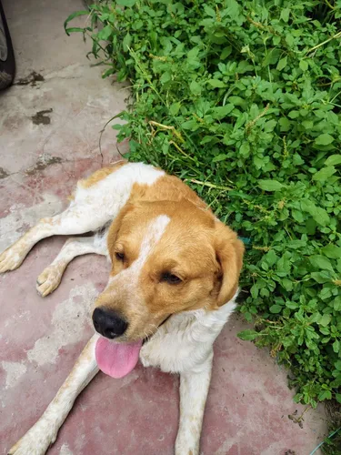 Regalo Perrito Juguetón Tipo Breton