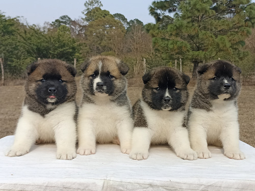 Cachorras Akita Americano 