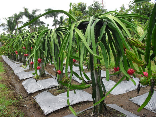 Planta De Pitahaya Establecida Pulpa Blanca O Roja(frutal)