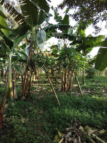 Se Vende Finca En Veracruz Calarcá