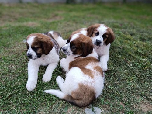 Cachorros San Bernardo