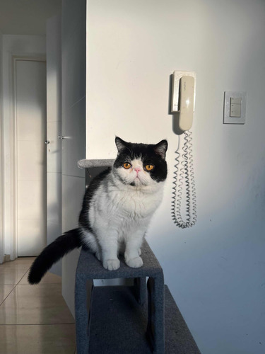 Servicio De Gato Persa Exótico C/pedigree