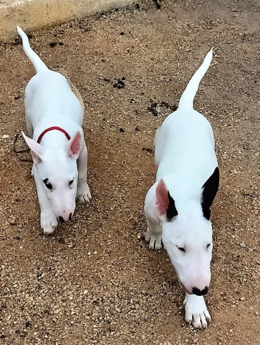 Perros Bull Terrier Cachorros Disponibles Bogotá Cali 