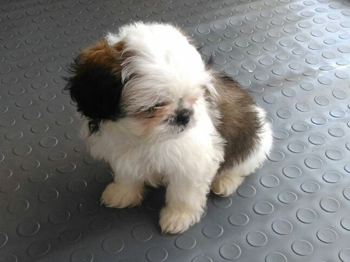 Shihtzu Puros Miniaturas Precio 350