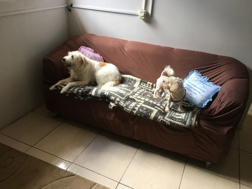 Imagem 1 de 10 de Hotel Para Cães Pequeno E Médio Porte.