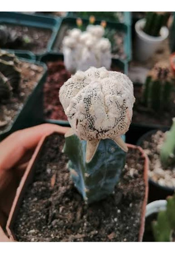 Injerto De Cactus Astrophytum Myriostigma Onzuka