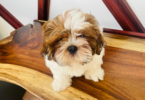 Hermoso Y Saludable Shih Tzu