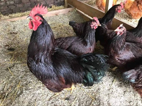 Imagen 3 de 4 de Venta De Huevos Fertiles Linea Rhode Island Red X Maple