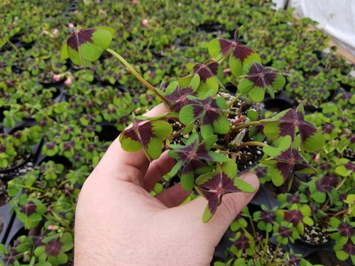 Bulbos De Oxalis Iron Cross (trebol De 4 Hojas) X10 Bulbos