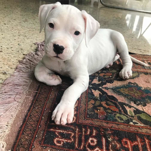 Pré Venda Filhote De Dogo Argentino Com Pedigree