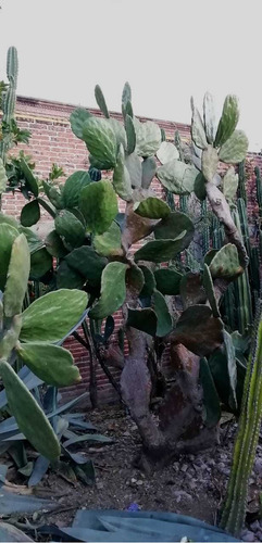 Penca De Nopal Gigante Decorativo Opuntia Undulata 40-70 Cm