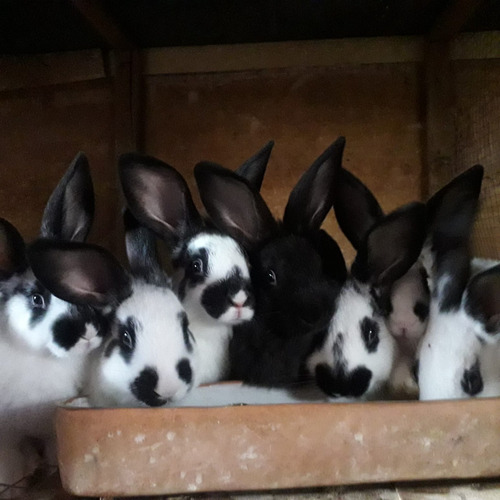 Lindos Conejos Raza Mariposa