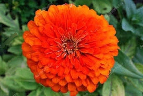 Zinnia Gigante Da Califórnia Laranja - 300mg = 50 Sementes