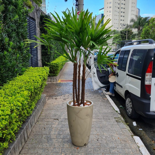 Planta Natural Palmeira Ráfia Com Vaso Decorativo